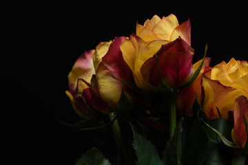 yellow rose on black