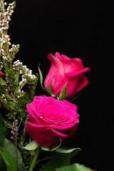 pink rose on black background