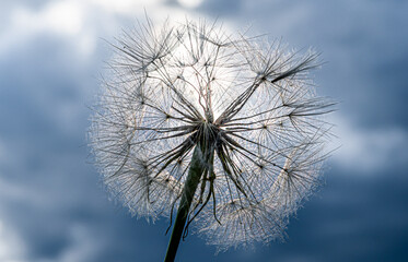 Blossom Of Dandelion (Taraxacum Officinale) With Ripe Seeds Ready To Disseminate