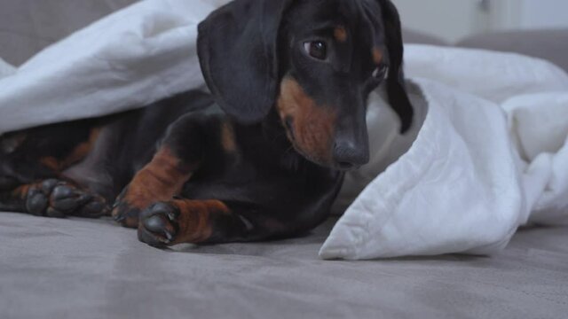 Mischievous dachshund puppy has stolen joint and is curiously sniffing it while lying on bed under blanket. Person found cigarette with medicinal marijuana and took it away.