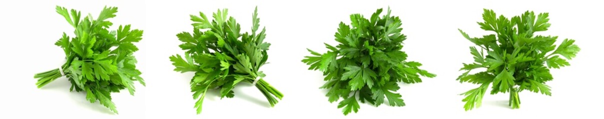 set of photo buds of fresh green parsley isolated on white background.