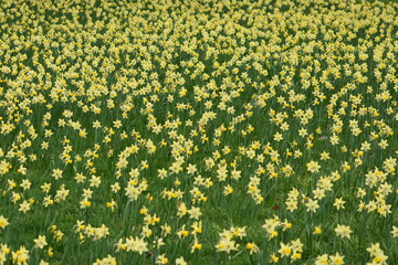 field of flowers