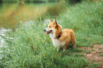 Corgi dog in the park, toys, accessories. Concept pet care, playing and training. Blurred...