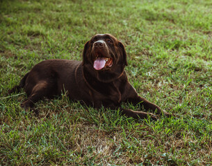 A brown Labrador is lying on the green grass.Summer walk in the park. Loyalty and loyalty.