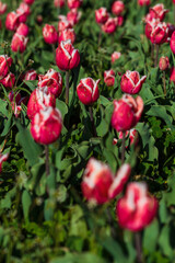 Fototapeta premium Spring background with pink tulips flowers. beautiful blossom tulips field. spring time. banner, copy space 