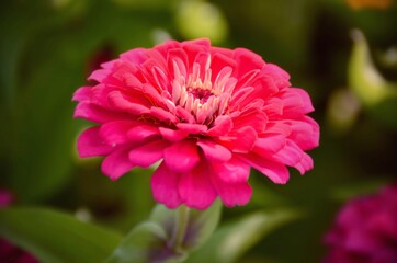 Close up of red dahlia flower, with dark green background 