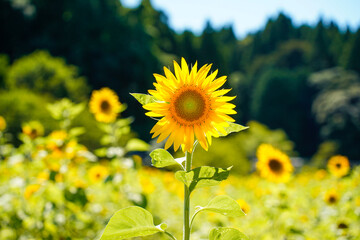 sunflower
