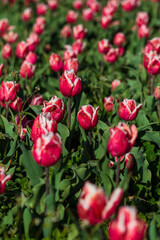 Spring background with pink tulips flowers. beautiful blossom tulips field. spring time. banner, copy space
