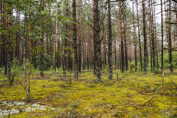 Swamp in Lithuanian forests