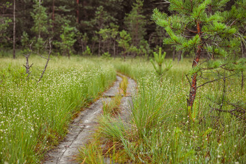 Swamp in Lithuanian forests