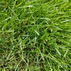 green grass background