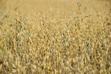 Oat (Avena sativa) field in Lithuania