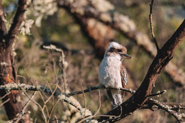 Australian bird, Laughing Kookaburra in a tree.