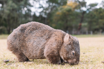 Common Wombat eating grass in a field.