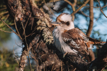 Australian bird, Laughing Kookaburra in a tree.
