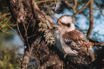 Australian bird, Laughing Kookaburra in a tree.