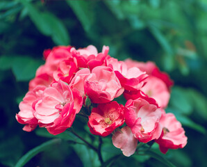 Beautiful roses bush in the summer garden. Floral background with fresh red roses against green foliage.