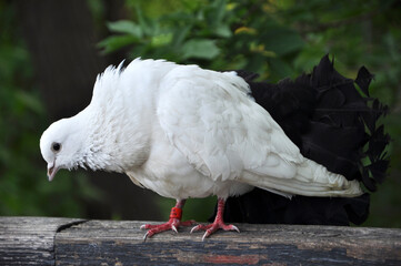 A close-up of a beautiful white pigeon with red feet standing on a board 