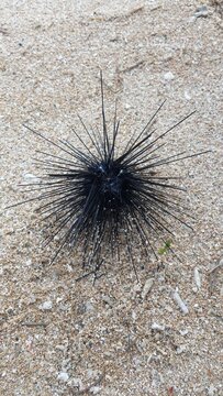 Black Diadem sea urchin (Diadema setosum) close up macro on sand beach
