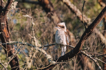 Australian bird, Laughing Kookaburra in a tree.