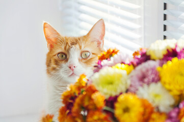 A cute ginger and white tabby cat behind a bunch of blurry yellow and orange colored flowers. White...