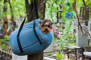 A Yorkshire terrier dog is sitting in a bag that is hanging on a tree
