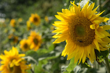 Westerland, the Netherlands. August 2021. Close up of a field of sunflowers.