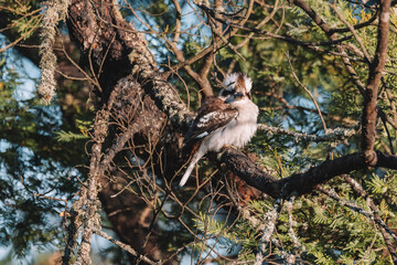 Australian bird, Laughing Kookaburra in a tree.