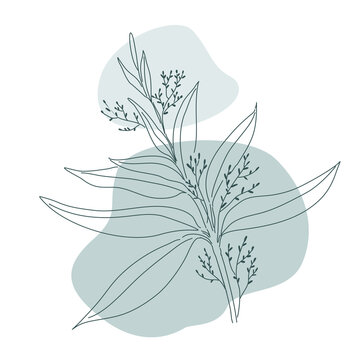 Andrographis paniculata herb illustration design of vector.