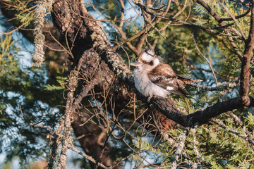 Australian bird, Laughing Kookaburra in a tree.