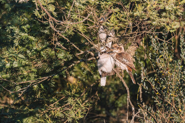 Australian bird, Laughing Kookaburra in a tree.