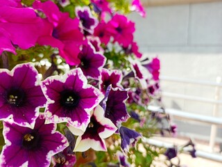 pink flowers in the garden