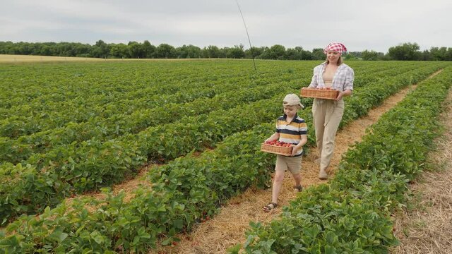 Woman with her little son walking through the plantation carrying wicker crates full of strawberry harvest