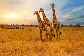 Three giraffes with a beautiful morning sky