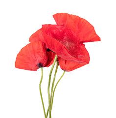 Red poppy isolated on white background