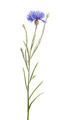 Fototapeta premium Fresh cornflower isolated on white background