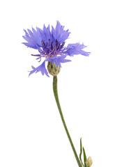Fresh cornflower isolated on white background