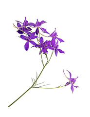 Fototapeta na wymiar Consolida regalis. Blue wild flower