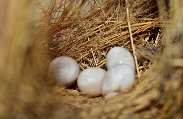 Close-up of white bird eggs in a natural bird's nest