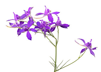 Obraz na płótnie Canvas Consolida regalis. Blue wild flower