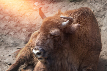 European bison is resting. Poland