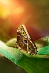 Morpho menelaus is an iridescent tropical butterfly