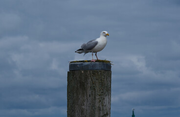 Silbermöwe auf einer Dalbe im Sommer.