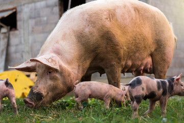 Sow with her piglets outside.