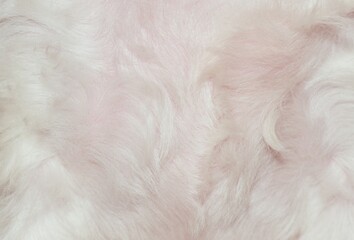 Obraz premium close up of white fur