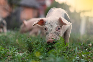 Adorable piglet on a garden lawn, running around. Lovely little pigs graze on organic farm. Copy space..