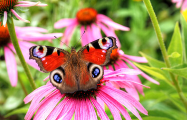 Tagpfauenauge - Aglais io - auf rotem Scheinsonnenhut - Echinacea purpurea