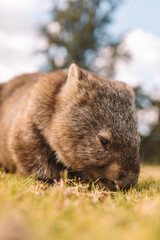 Common Wombat eating grass in a field.