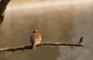 One lonely sad sparrow sits on a tree branch