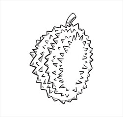 Durian fruit exotic tropic fruit hand drawn sketch style isolated on white background for coloring book, menu design, t-shirt. Hand drawn tropical food illustration. Vector illustration.